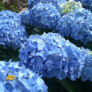 Hortensia bleu océan
