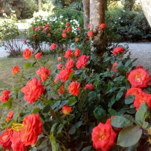 Les roses du jardin